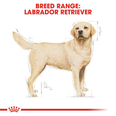 Rc Labrador Adult dog dry food