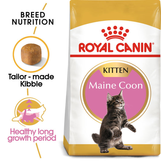 RC Maine Coon Kitten 2 Kg