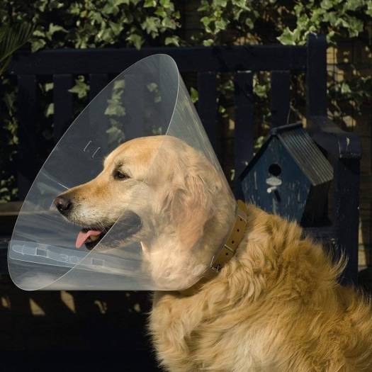Beeztees Protection Collar:12.5
