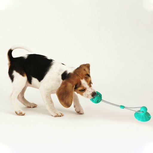FOR PET ROPE SILICON BALL PULL TOY FOR DOGS WITH SUCTION CUP ,SIZE: 48*8*8cm ( MIXED COLORS)