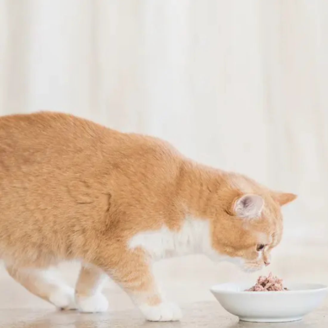 Schesir Cat Pouch-Wet Food Tuna- 50g
