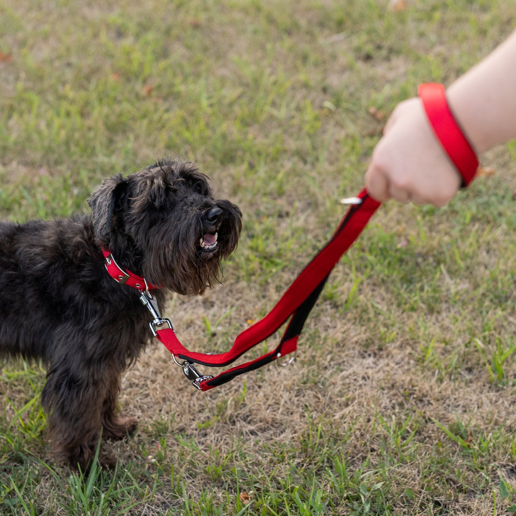 [75354822] Ferplast Daytona GA Nylon Dog Leash[Color - Red, Dimension - 15mm x L 200cm]