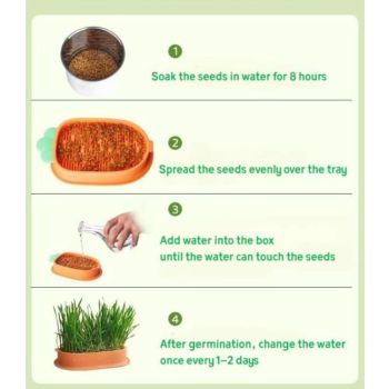 Saas Cat Grass Kit