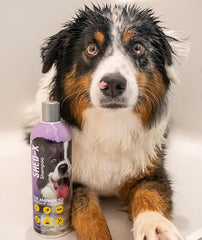 Synergy Labs Shed - X Control Shampoo - Dog 473ml