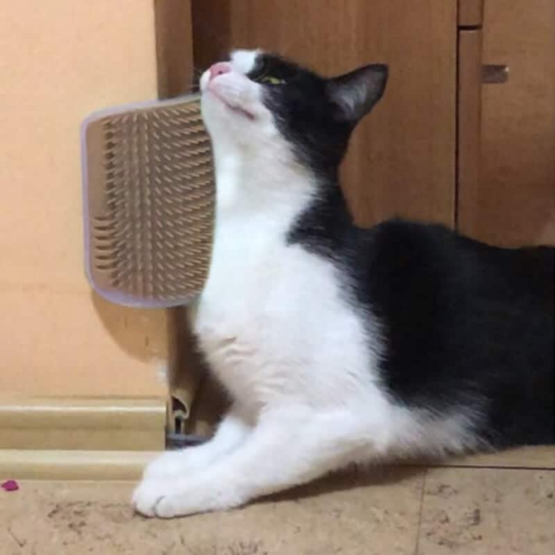Saas Cat Self Groomer 13*8.5 cm