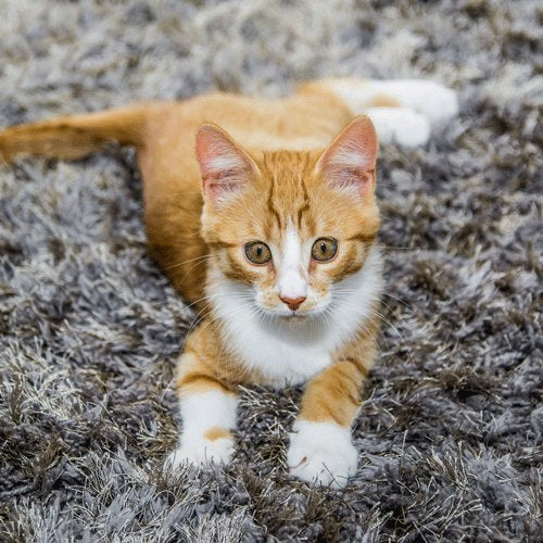 Extreme Stain and Odor Remover (Cat) 500 ml