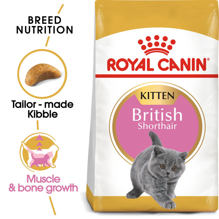 RC British Shorthair Kitten 2Kg