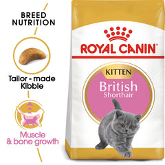 RC British Shorthair Kitten 2Kg
