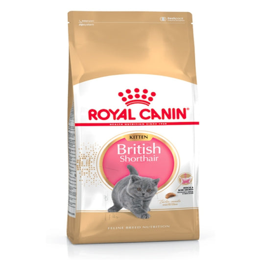 RC British Shorthair Kitten 2Kg