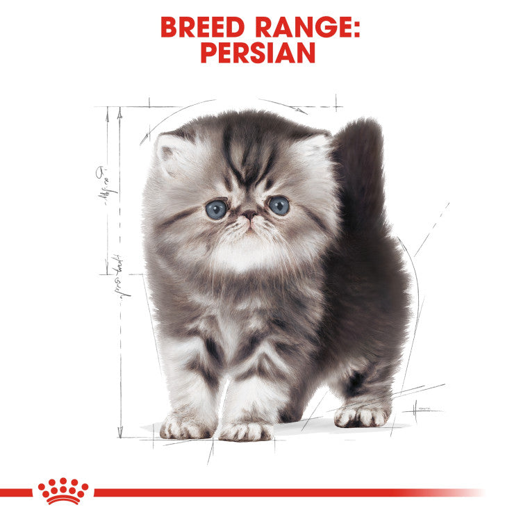 RC Persian Kitten  2 Kg
