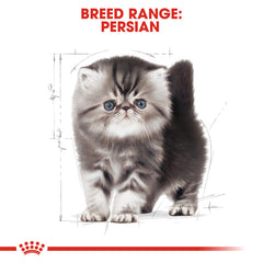 RC Persian Kitten  2 Kg
