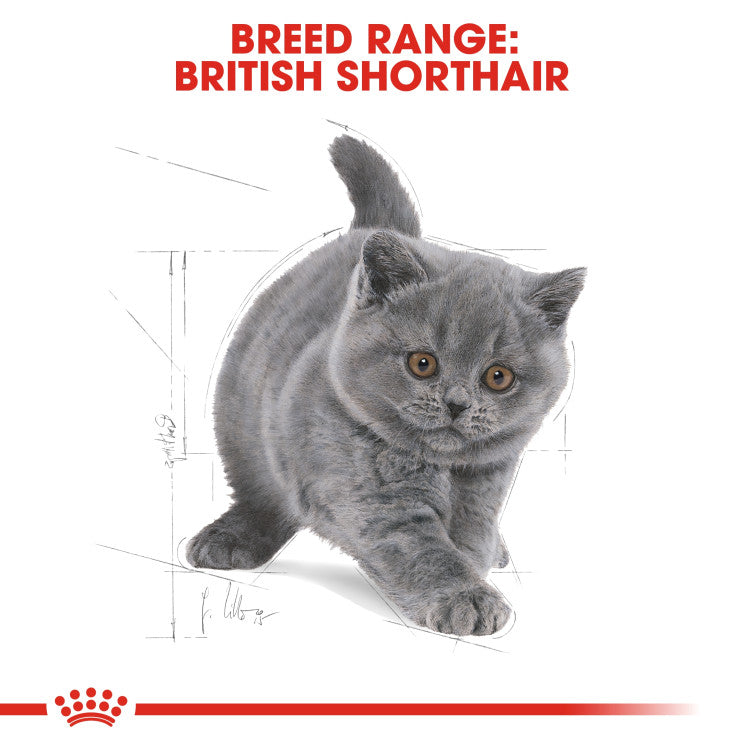RC British Shorthair Kitten 2Kg