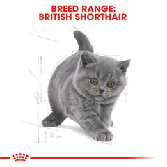 RC British Shorthair Kitten 2Kg
