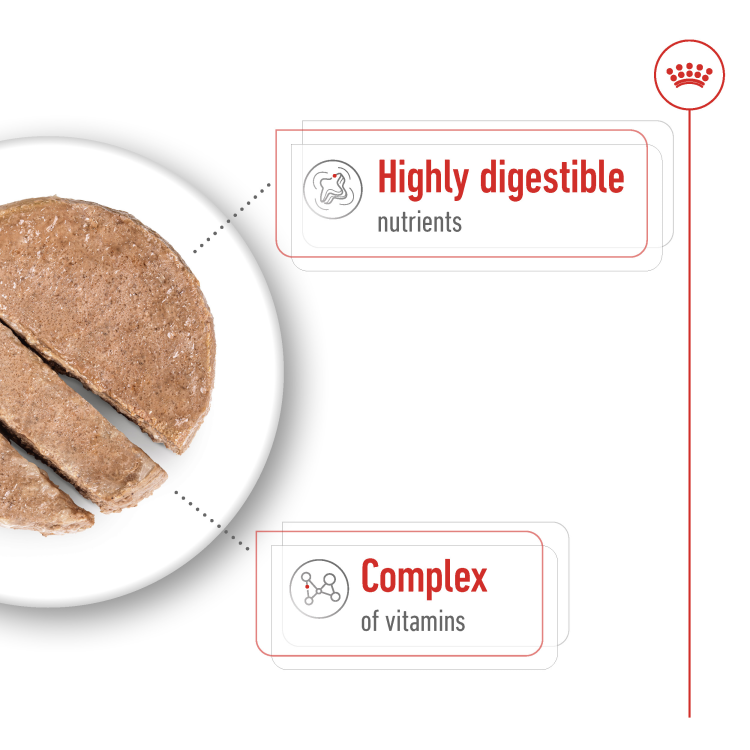 Mini Adult (Wet Food - Can) 12 x 195 g