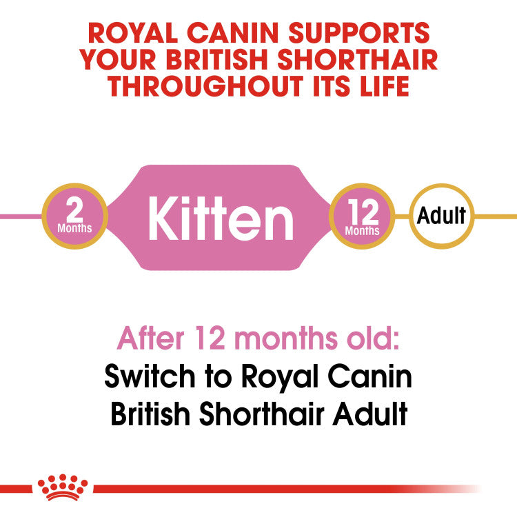 RC British Shorthair Kitten 2Kg