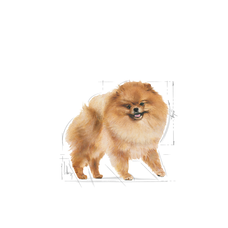 RC Pomeranian Adult 1.5 Kg