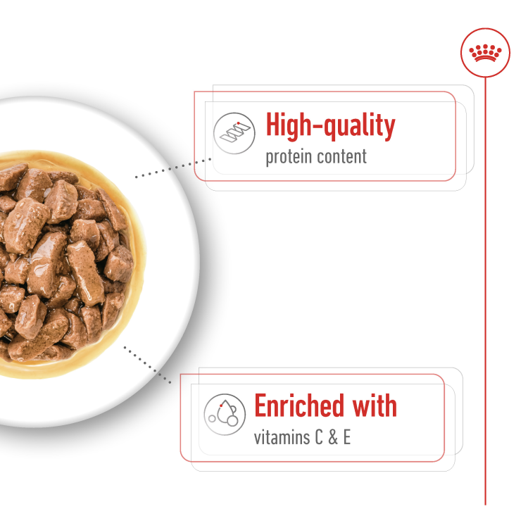 RC Medium adult  wet food 1p 140g