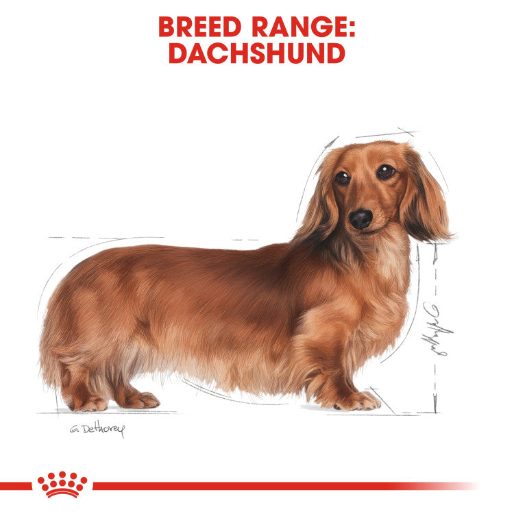 RC Dachshund Adult 1.5kg