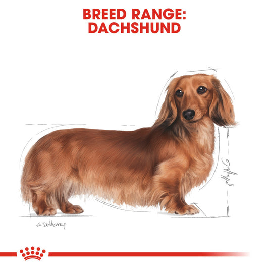 RC Dachshund Adult 1.5kg