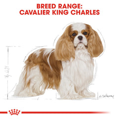 RC Cavalier King Charles Adult 1.5 KG