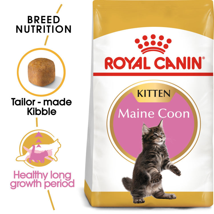 RC Maine Coon Kitten 2 Kg
