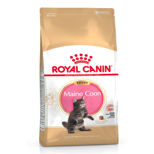 RC Maine Coon Kitten 2 Kg