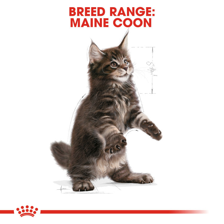 RC Maine Coon Kitten 2 Kg