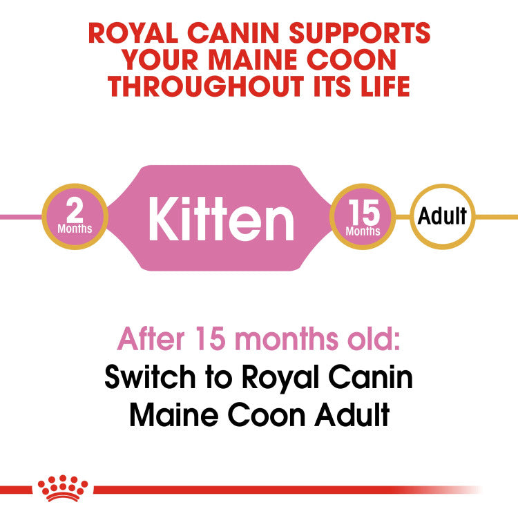 RC Maine Coon Kitten 2 Kg