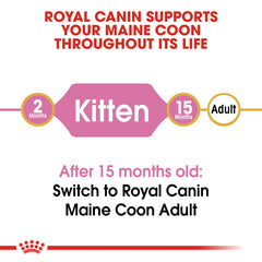 RC Maine Coon Kitten 2 Kg
