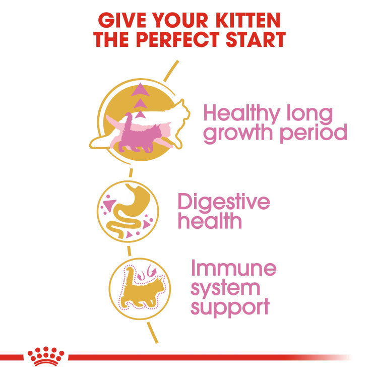 RC Maine Coon Kitten 2 Kg
