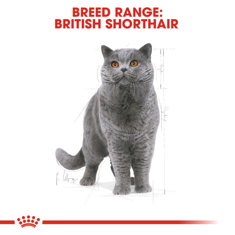 RC British Shorthair Adult 4Kg