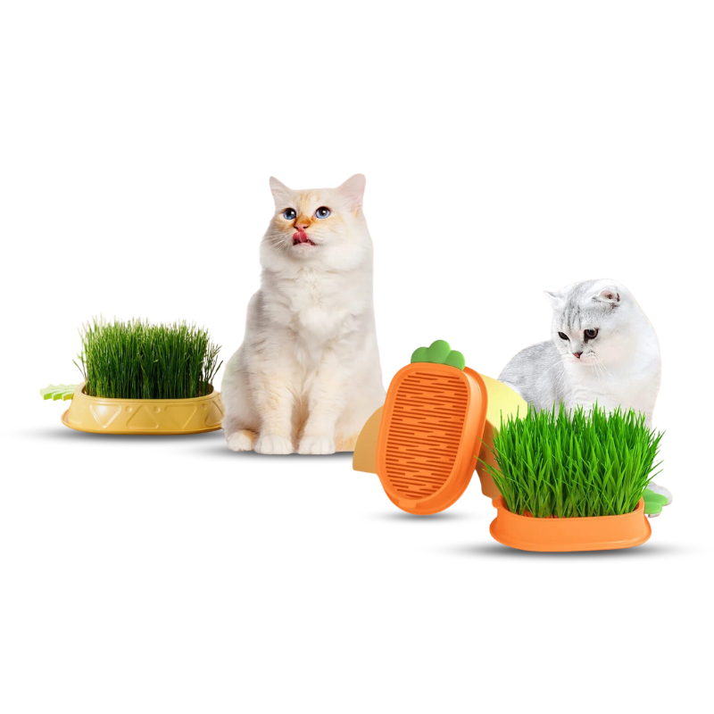 Saas Cat Grass Kit