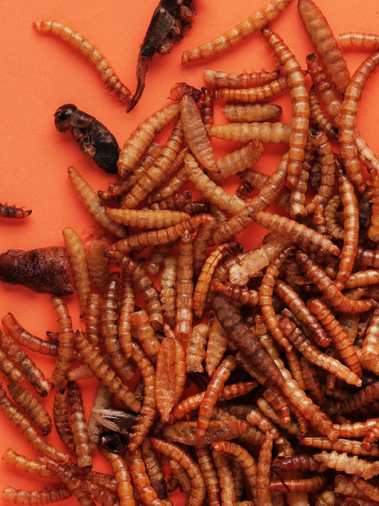 Little One Snack Insect Mix 75g