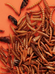 Little One Snack Insect Mix 75g